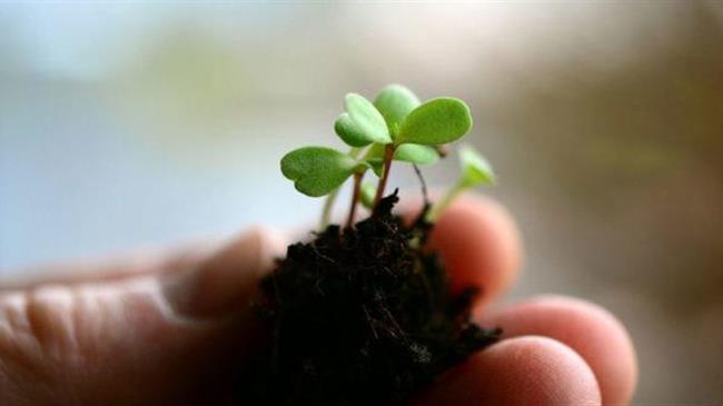 ΚΕΠΠΥΕΛ ΅Γρεβενών: Ενημέρωση σχετικά με την απόκτηση πολλαπλασιαστικού υλικού