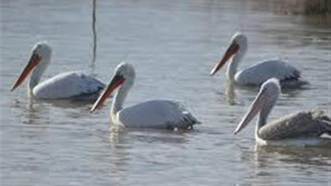 Γρίπη των πτηνών: Ανιχνεύθηκαν νέα κρούσματα