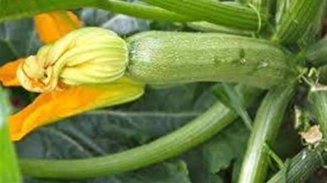 Pushy+  Πρωίμιση και Εντυπωσιακή Αύξηση Απόδοσης στα Κολοκυνθοειδή