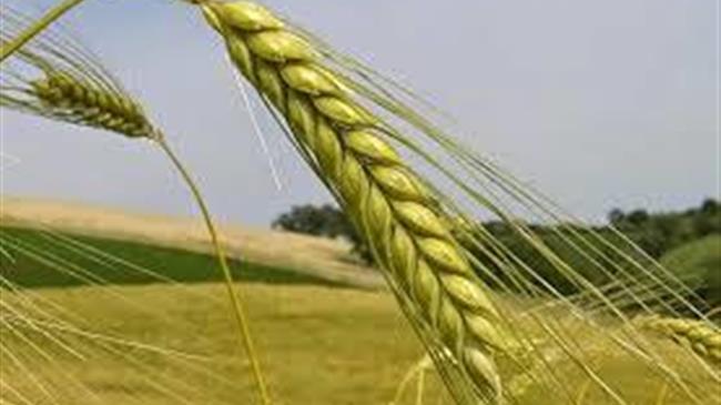 Ουγγρική Ένωση Σιτηρών: Η απαγόρευση στις εισαγωγές από την Ουκρανία θα πλήξει την εγχώρια βιομηχανία