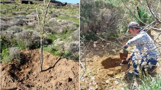 ΚΕΠΑ: Φύτευση ελαιοδένδρων στη Σίφνο