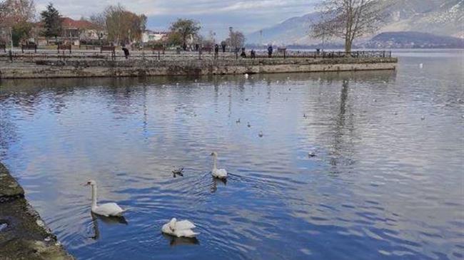 Ανιχνεύτηκε ιός της γρίπης των πτηνών στη λίμνη Παμβώτιδα