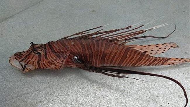 Συναγερμός στην Πρέβεζα για δηλητηριώδες ψάρι