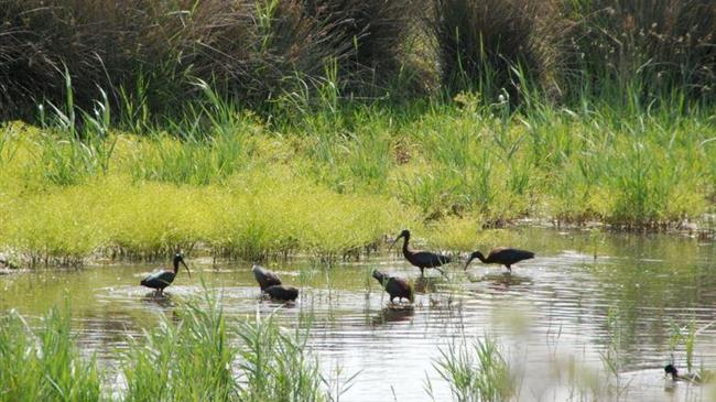 Αποζημιώσεις για την προστασία της άγριας ορνιθοπανίδας