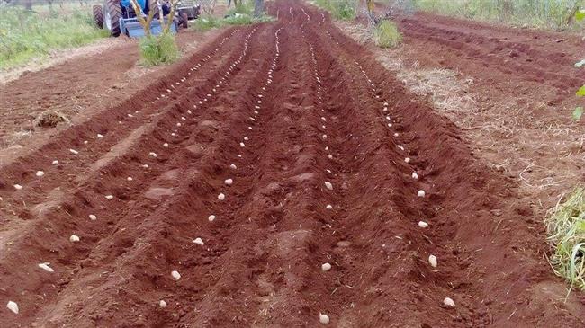 Υποστήριξη των Ελλήνων πατατοπαραγωγών