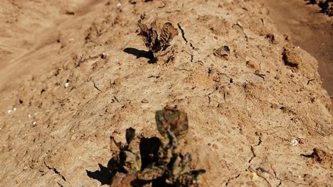 Κατρίνης: Άμεση ανάγκη στήριξης των πληττόμενων παραγωγών της Ηλείας από τον πρόσφατο παγετό