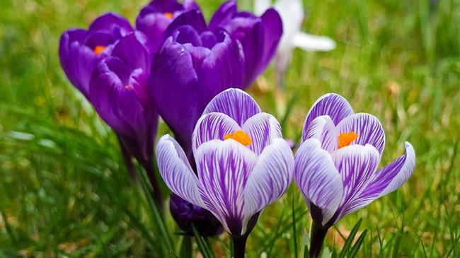 Τα αγαπημένα λουλούδια της άνοιξης και οι ιδιότητές τους
