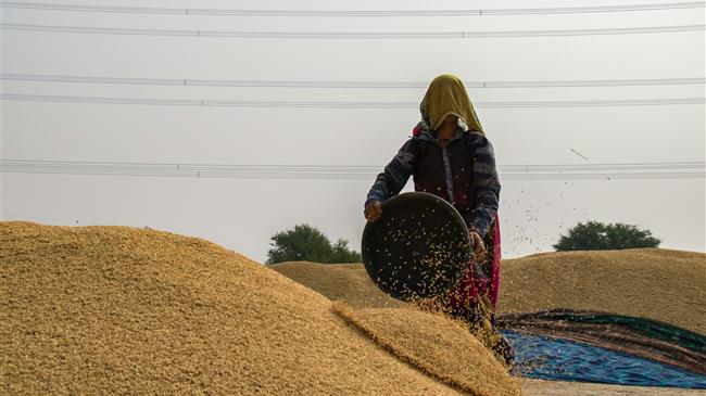 Κάιρο: Οι κρατικές αρχές  προειδοποίησαν ότι θα κινηθούν νομικά εναντίον όσων χρησιμοποιούν το σιτάρι ως ζωοτροφή