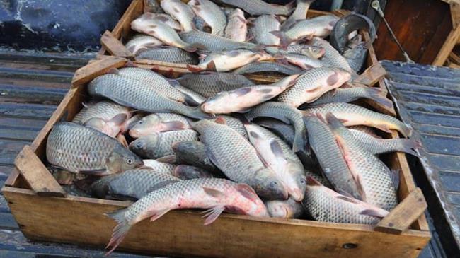 Μετά το κρέας έρχεται και το ψάρι... εργαστηρίου