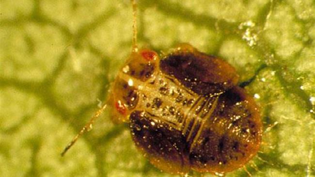 Ψύλλα της αχλαδιάς