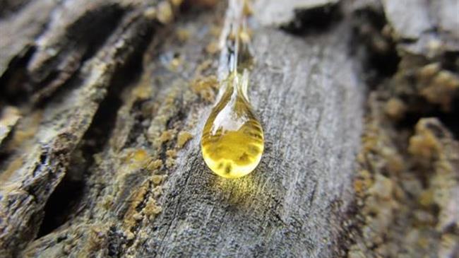 Η οικονομική ενίσχυση στους ρητινεργάτες