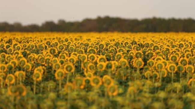 Έβρος: Να μπει ο ηλίανθος στο οικολογικό σχήμα 31 – Κοινό αίτημα των 3 Αγροτικών Ενώσεων