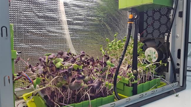 Πολύτιμα μικρολαχανικά καλλιεργούν μαθητές και μαθήτριες από το Κιλκίς