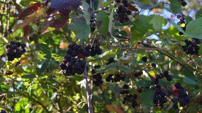 Ecovariety: Διαδραστικός χάρτης 744 διασωθέντων τοπικών, παραδοσιακών ποικιλιών οπωροφόρων δέντρων