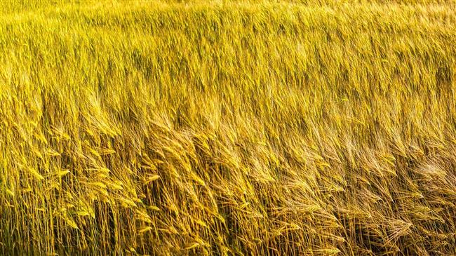 Eξαγωγές σιταριού: Εκτινάσσονται στα ύψη από τη Νότια Αμερική για να αντισταθμίσουν τη «χασουρα» στη Μαύρη Θάλασσα