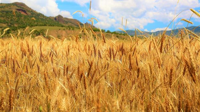 Αύξηση 36% στις εξαγωγές σιτηρών από τη Ρωσία το 2022-23