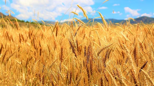 Γάλλοι αγρότες: ακριβότερες ζωοτροφές και ενέργεια