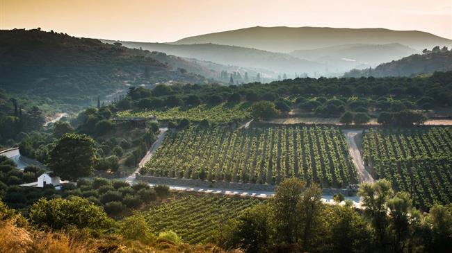 ΚΕΟΣΟΕ: Μικρή συγκομιδή σταφυλιών-οίνου το 2024