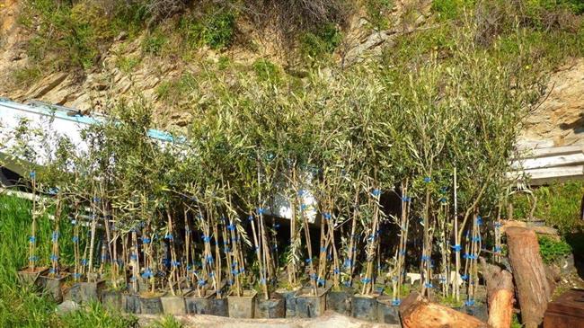 Ο Σύλλογος «Λιναριά» Σκύρου ολοκλήρωσε τη φύτευση 100 ελαιόδενδρων