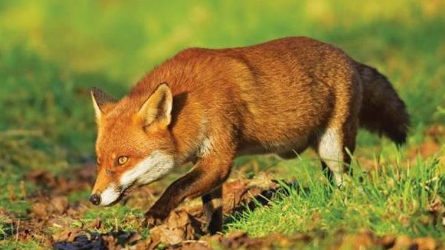 Πρόγραμμα επιτήρησης και καταπολέμησης της λύσσας των ζώων