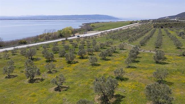 Απειλή για τις ελιές στην Κρήτη