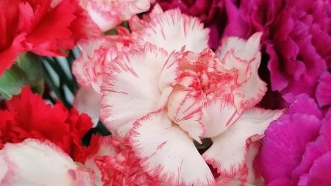 Μισό εκατομμύριο γαρύφαλλα βρίσκονται στα ανθοπωλεία της Π.Ε. Θεσσαλονίκης για τον Επιτάφιο