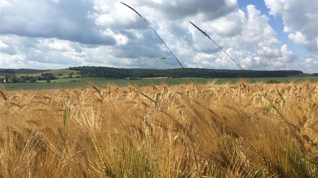 Σερβία: Η Σερβική κυβέρνηση ανακοίνωσε συνεχίζονται οι εξαγωγές σιταριού προς την Ιταλία