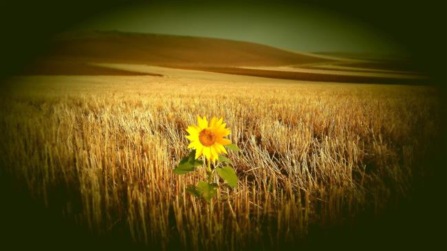 Ηλίανθος: Σε ποια τιμή κλείνονται τα «deals»;