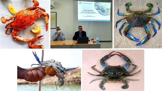 Καβάλα: Το μπλε καβούρι και οι προοπτικές ένταξής του στη μεσογειακή διατροφή και την ελληνική κουζίνα