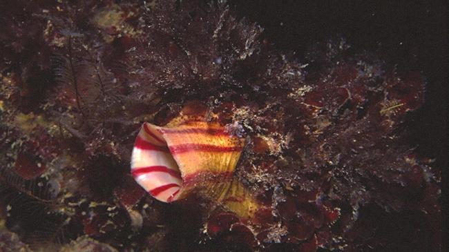 Ενημέρωση αλιέων εν όψει νομοθετικής ρύθμισης για την αλιεία ειδών φούσκας του γένους Microcosmus spp