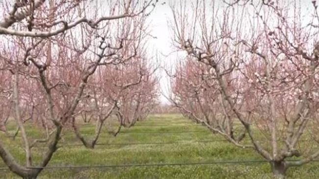 Βασιλειάδης: Ανοίγει οριστικά ο δρόμος των αποζημιώσεων για τις καλλιέργειες που επλήγησαν στο προανθικό στάδιο