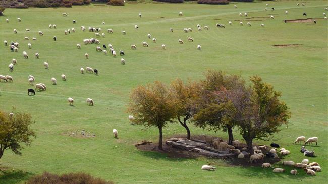 Στήριξη των πληγέντων κτηνοτρόφων του Δήμου Τυρνάβου ζητά ο Κόκκαλης από τον Τσιάρα