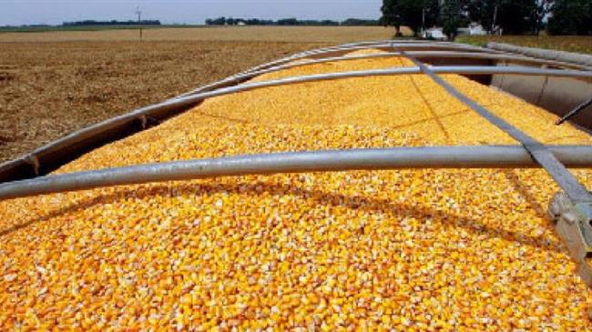 Συνδεδεμένη ενίσχυση αραβοσίτου: Τι αλλάζει για τους παραγωγούς