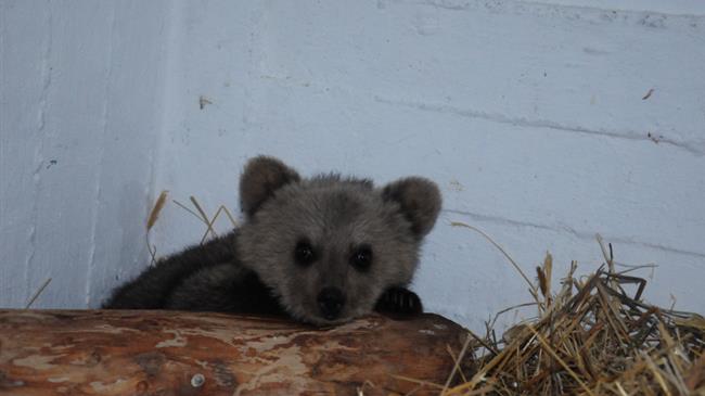 Φλώρινα: Ο Θωμάς, ένα αξιολάτρευτο... αρκουδάκι βρέθηκε να περιπλανιέται χωρίς τη μητέρα του