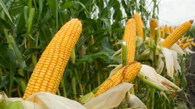 Ζεϊμπέκ : Για στήριξη παραγωγών αραβοσίτου σε Αν. Μακεδονία