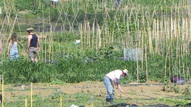 Οχτώ χιλιάδες Θεσσαλονικείς δημιούργησαν δικό τους βιολογικό λαχανόκηπο στο Αγρόκτημα του ΑΠΘ