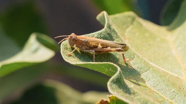 Εντοπισμός ακριδοκηλίδων και έγκαιρη αντιμετώπιση των ακρίδων