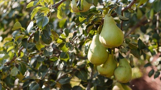 Έντονη καρπόπτωση στα αχλάδια του Τυρνάβου