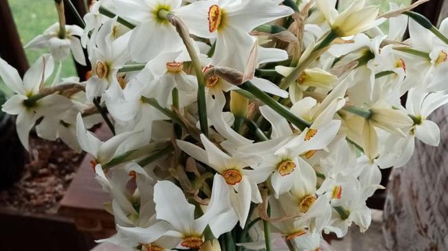 Ένα σπάνιο λιβάδι με νάρκισσους στο Βέρμιο - Ένα λουλούδι με δυο όψεις