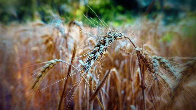 Δραματική προειδοποίηση: Ο κόσμος έχει απόθεμα σιταριού μόνο για 10 εβδομάδες!