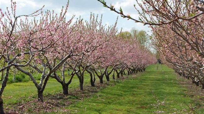 Εχθροί και ασθένειες σε ροδακινιά, νεκταρινιά, βερίκοκο και δαμασκηνιά
