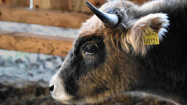 «Ελληνικές Φυλές Ζώων - ένας κρυμμένος θησαυρός»