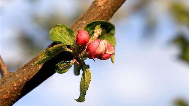 Καρπόκαψα μηλιάς