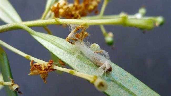Πυρηνοτρήτης ελιάς