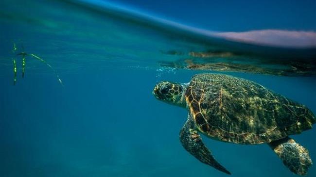 Ενημέρωση και ευαισθητοποίηση για τις χελώνες Καρέτα