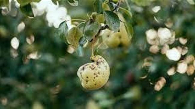 Εχθροί και ασθένειες στα μηλοειδή