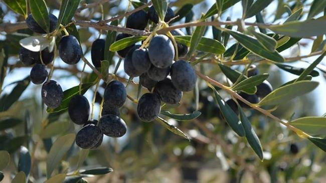 Παραγωγοί Καλαμών Μεσολογγίου: Ηφετινή παραγωγή θα είναι μειωμένη κατά 60%