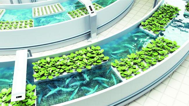 Εφικτή και με θετικά αποτελέσματα η συνδυασμένη καλλιέργεια γλιστρίδας και τσιπούρας σε υφάλμηρο σύστημα ενυδρειοπονίας