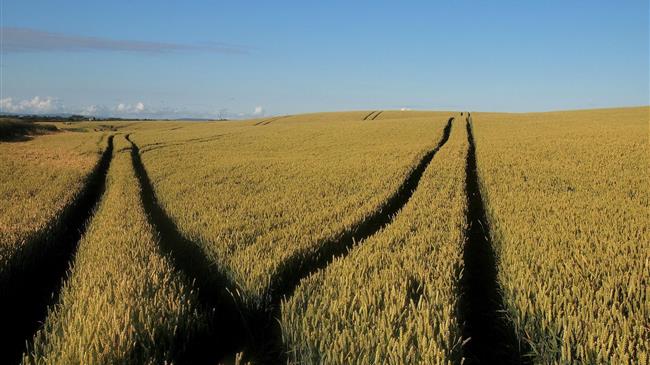 Η ΕΕ σχεδιάζει την επιβολή δασμών στα σιτηρά που εισάγει από τη Ρωσία