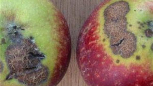 Γεωργικές Προειδοποιήσεις που αφορά ΚΑΡΠΟΚΑΨΑ,ΩΪΔΙΟ, ΦΟΥΖΙΚΛΑΔΙ-ΞΥΛΟΦΑΓΑ